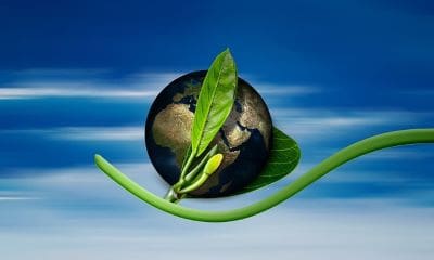 Eco Friendly Earth and Leaf