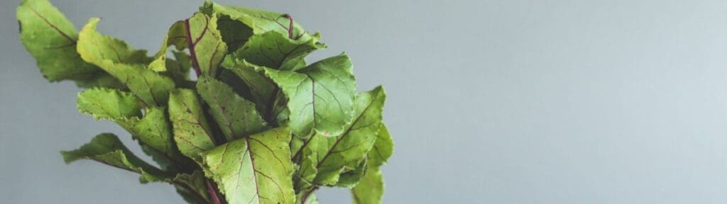 Picture of Beet Greens. Superfoods and Their Benefits