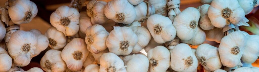 Picture of Garlic:. preventing diseases