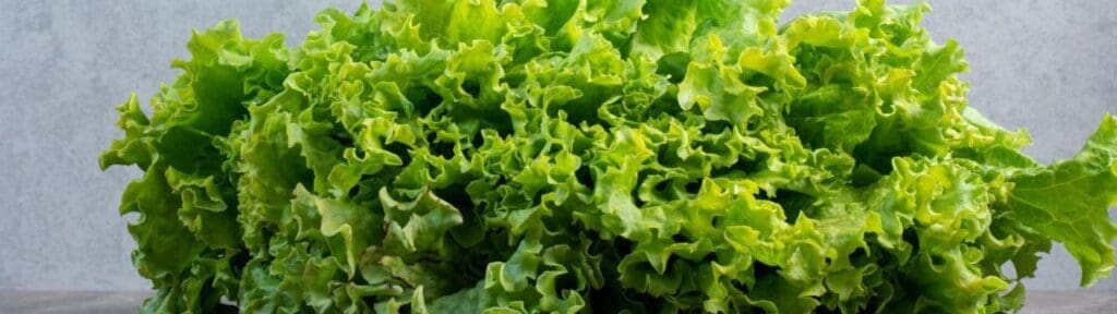 Picture of Leaf Lettuce. preventing diseases
