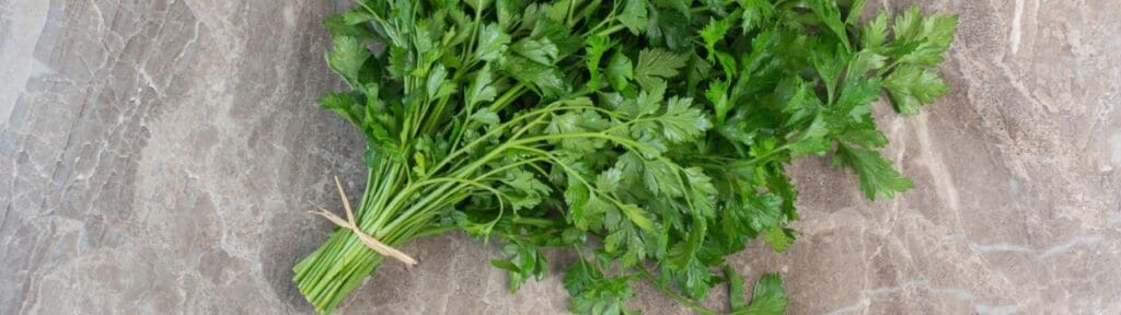 Picture of Parsley. preventing diseases